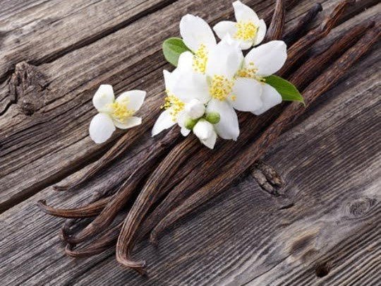 Vanilla Bean Infused Honey - Sweet Pea Designs - Gift Shop