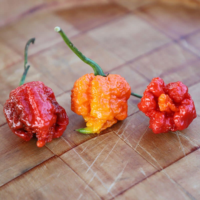 Carolina Reaper Infused Honey - Sweet Pea Designs - Gift Shop